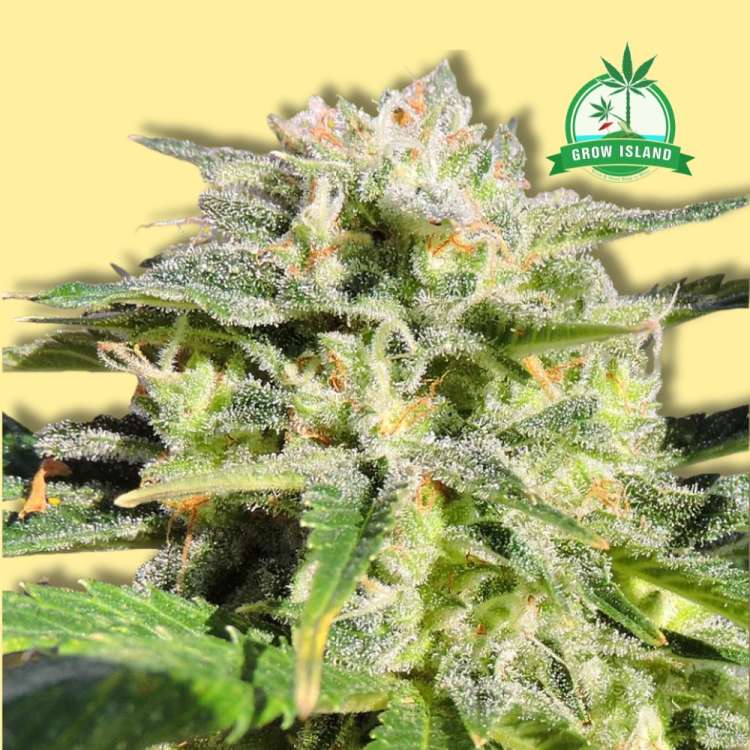 Lemonberry Haze autoflowering cannabis flower bud from Original Sensible Seeds, yellow backgroundand green Grow Island logo in the right upper corner
