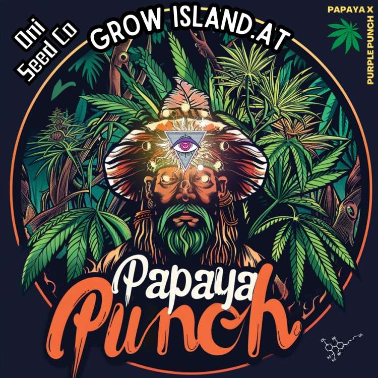 Papaya Punch logo, a shaman with third eye in a brown hat and cannabis plants in the background