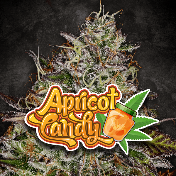 Apricot Candy logo with hemp flower bud