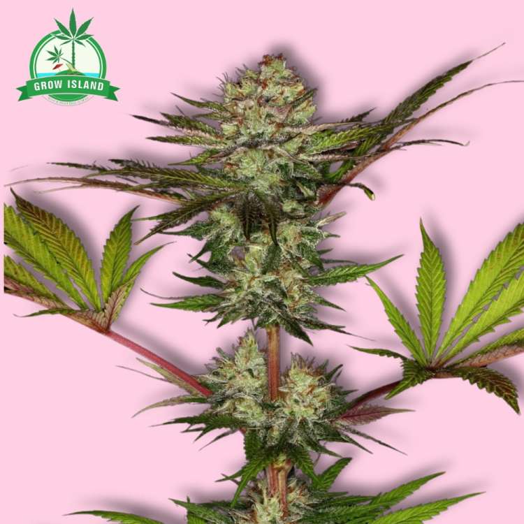 Chocolate Wafflez hemp flower with pink background and green Grow Island logo in the left upper corner