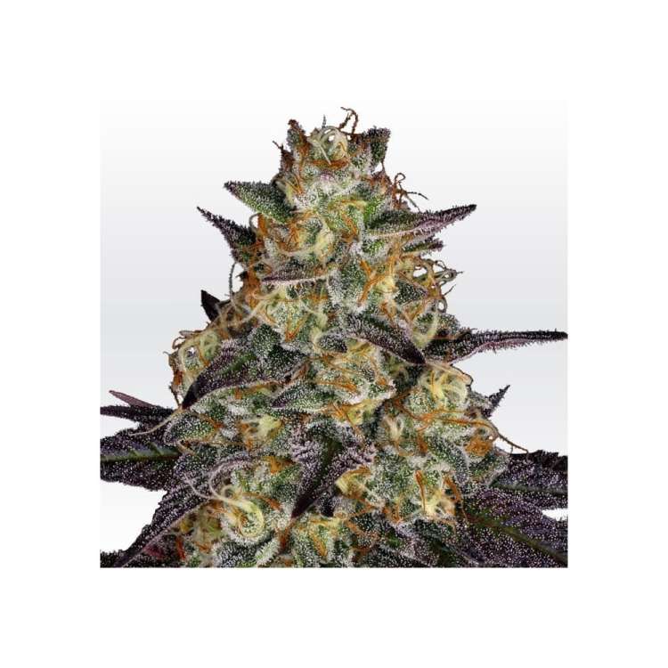 El Dorado OG hemp flower bud
