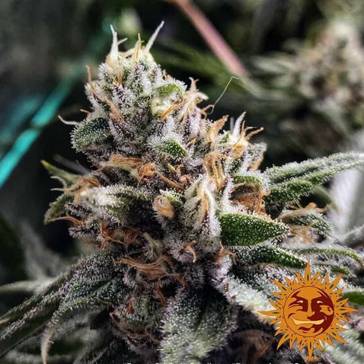 Peyote Critical cannabis flower bud and orange barneys farm sun logo in the right lower corner