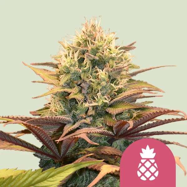 Pineapple Kushcannabis flower bud with hell green background