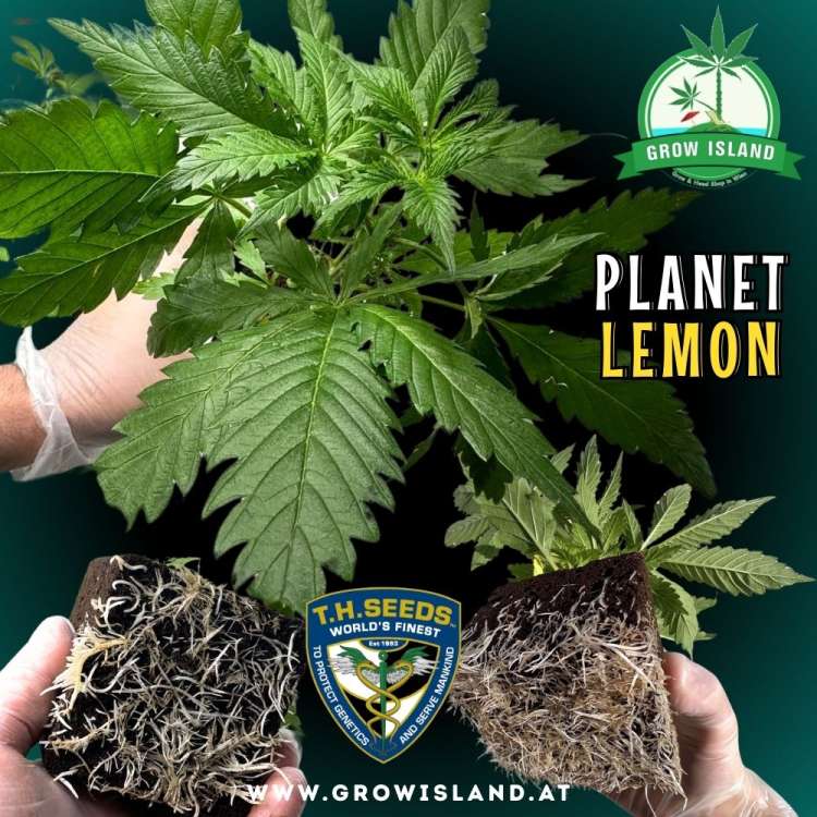 2 hands showing 2 Planet Lemon seedling roots and 1hand holding a seedling with dark green background, green grow island logo in the upper right corner, T.H. seeds logo in the lower middle, seedling name text in the right middle and growisland.at in the