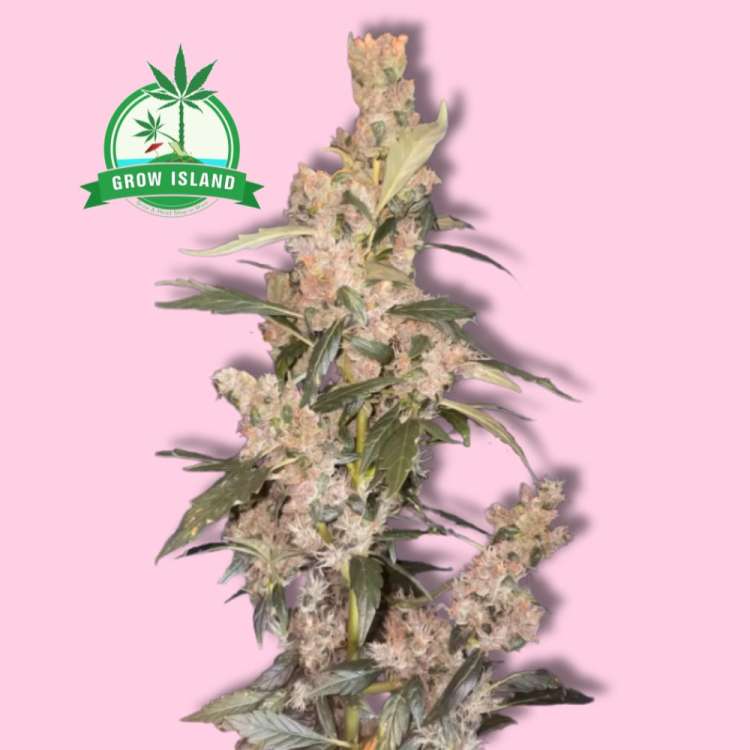 Platinum Mimosa Cookies Fast  Version hemp flower with hell rose background and green grow island logo in the left upper corner