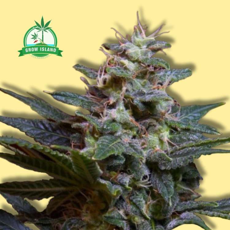 Sweet Purple cannabis flower bud from Paradise Seeds with yellow background and green Grow Island logo in the right upper corner