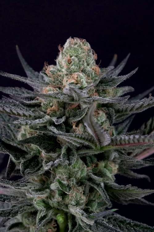 Caramba hemp flower bud