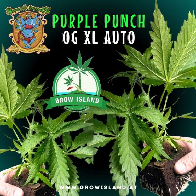 two hands holding two Purple Punch OG XL AUTO seedling with dark green background, green grow island logo in the middle, sweet seeds elephant logo in the left upper corner, seedling name text in the upper middle