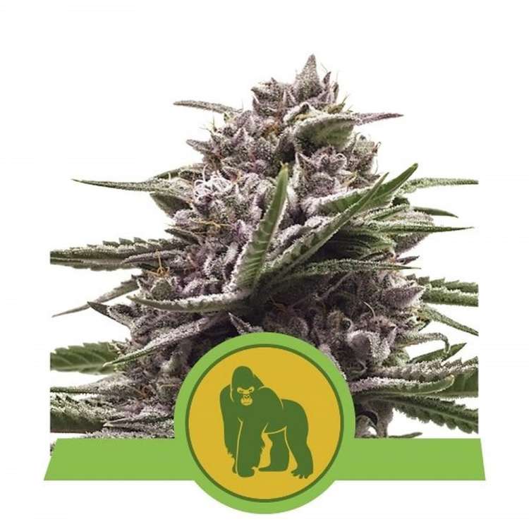 Royal Gorilla cannabis flower bud in purple shade