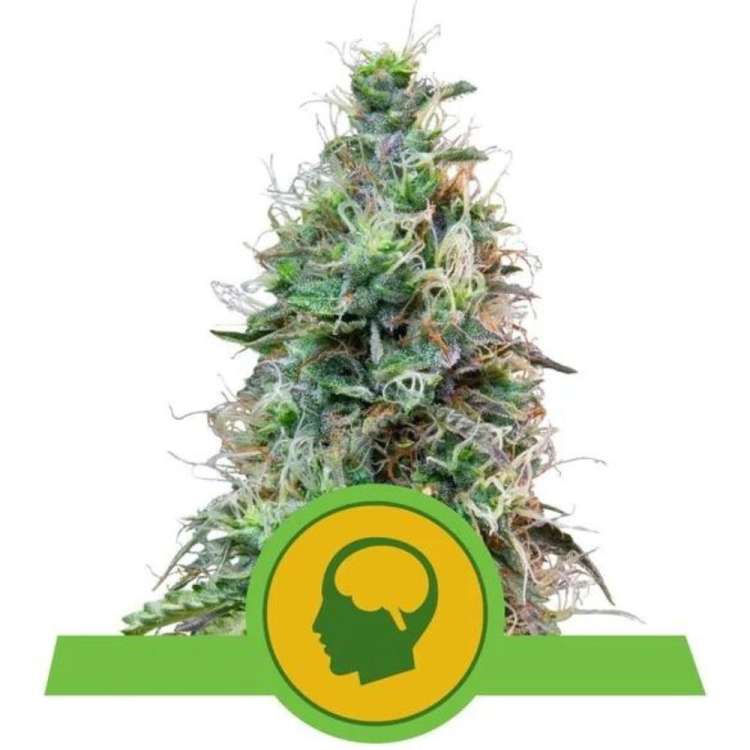 Amnesia Haze cannabis flower bud