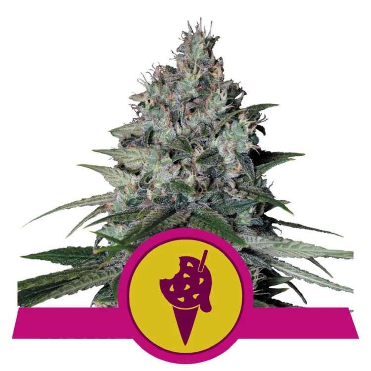 Cookies Gelato Auto hemp flower Royal Queen Seeds with hell rose background and green Grow Island logo in the left upper corner