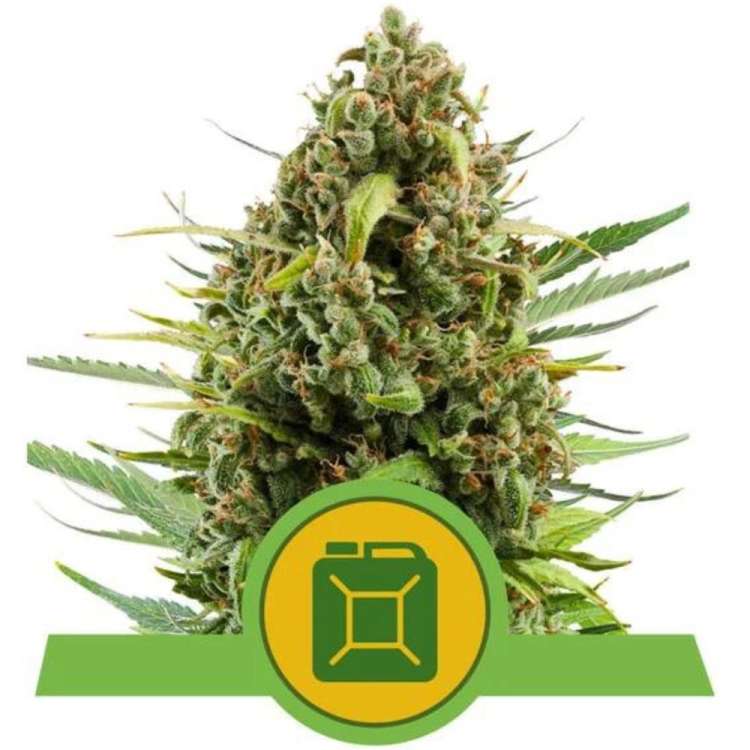 Diesel cannabis flower bud