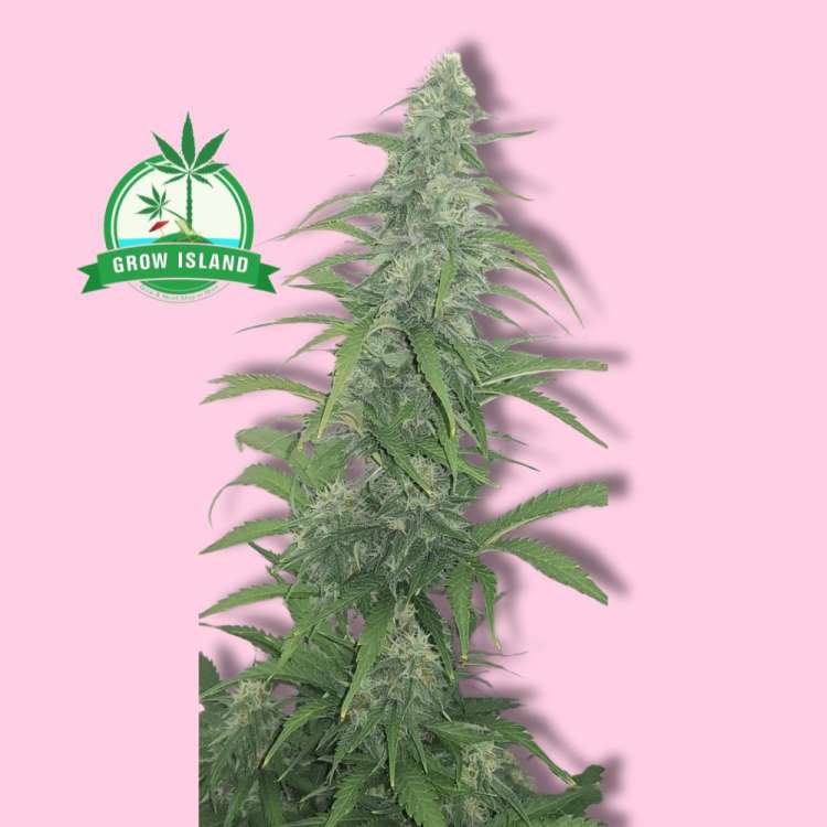 Do-Si-Dos Autoflowering cannabis flower from Royal Queen  Seeds with hell rose background and a green Grow Island logo in the left upper corner
