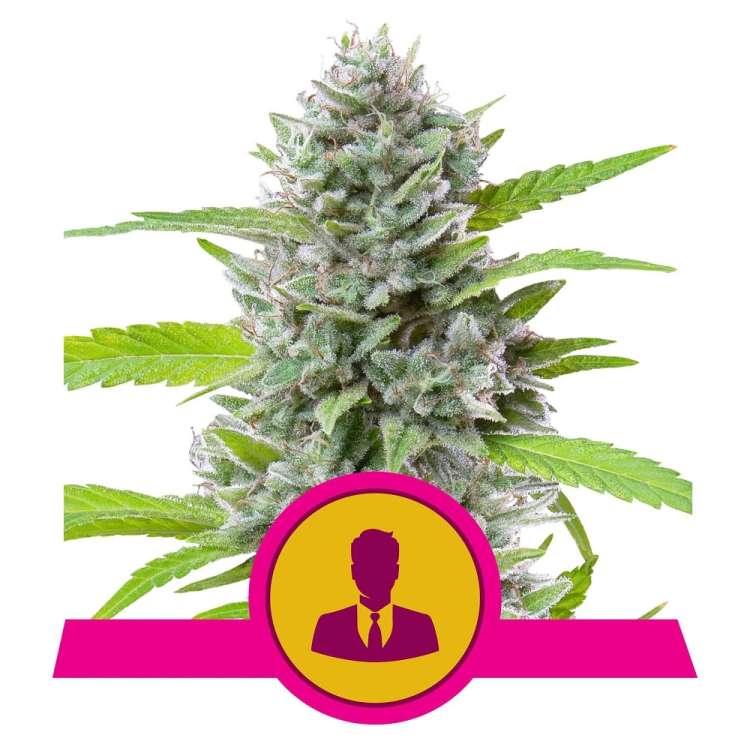 El Patron cannabis flower bud from Royal Queen Seeds