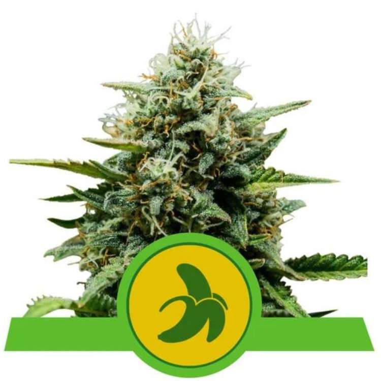 Fat Banana auto cannabis flower bud