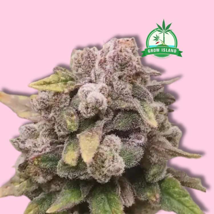 Biscotti feminised cannabis flower bud from Royal Queen Seeds with hell rose background and green Grow Island logo in the right upper corner
