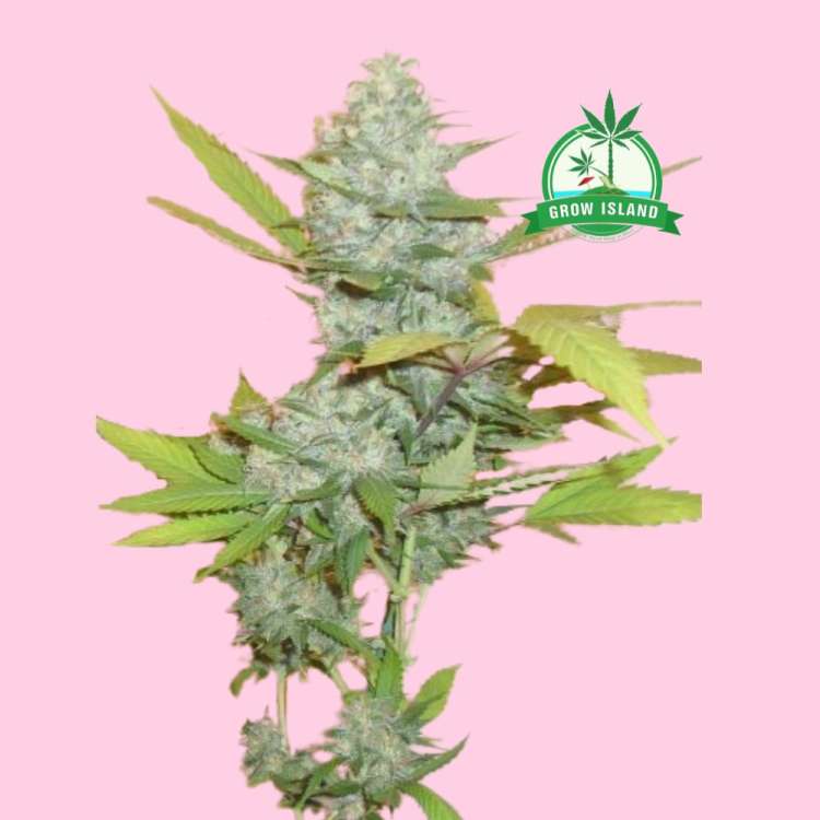 Blue Mystic feminised cannabis flower bud from Royal Queen Seeds with hell rose background and green Grow Island logo in the right upper corner