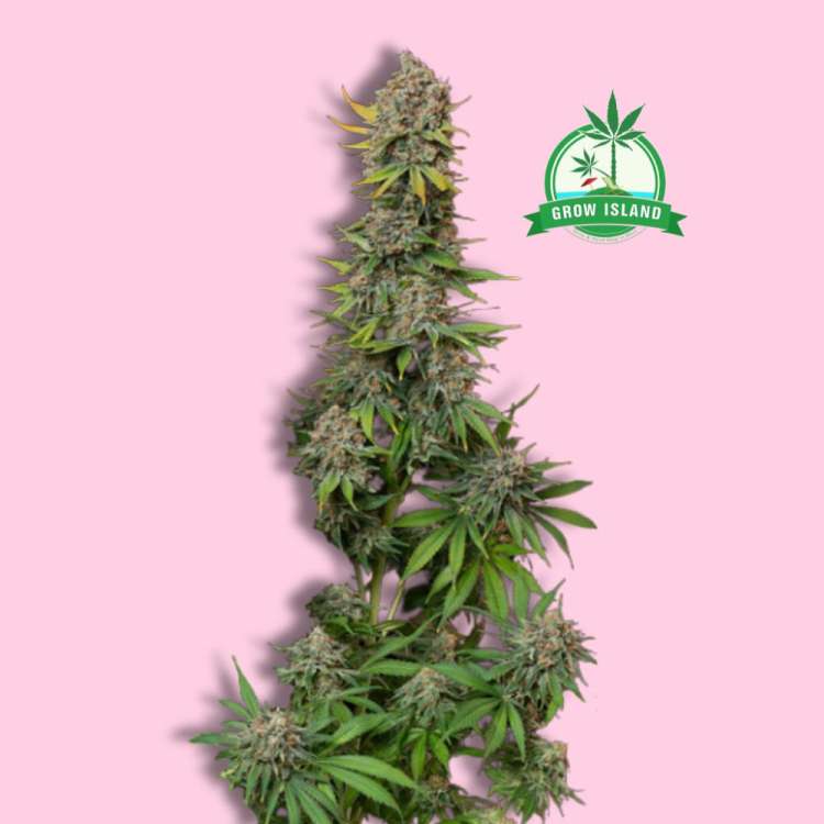 Chocolate Haze feminised cannabis flower bud from Royal Queen Seeds with hell rose background and green Grow Island logo in the right upper corner