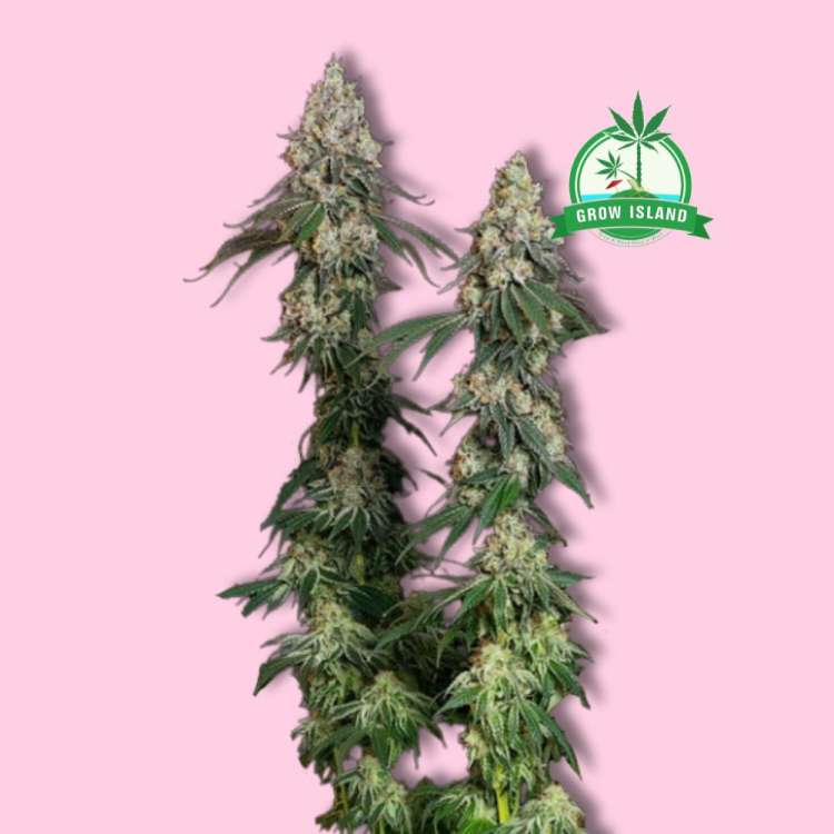 two Grape Ape long thin buds with hell rose background and Green Grow Island logo in the right upper corner