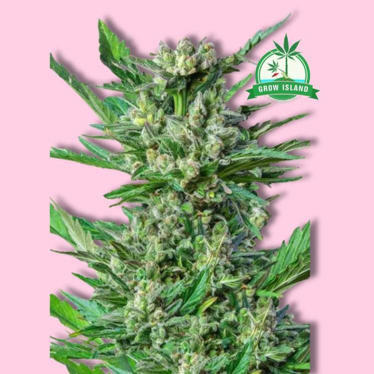 Green Crack Punch feminised cannabis flower bud from Royal Queen Seeds with hell rose background and green Grow Island logo in the right upper corner