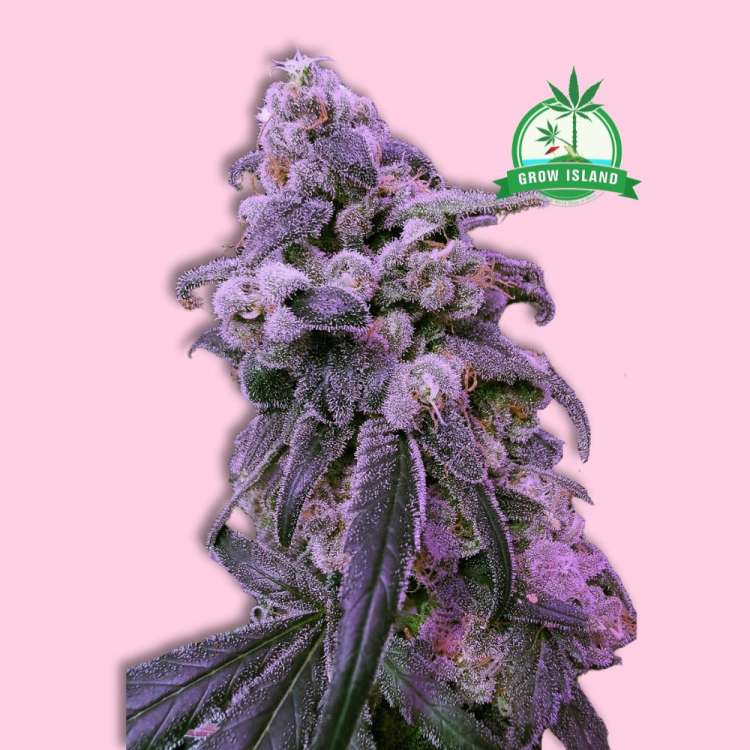 Mother Gorilla feminised cannabis flower bud from Royal Queen Seeds with hell rose background and green Grow Island logo in the right upper corner