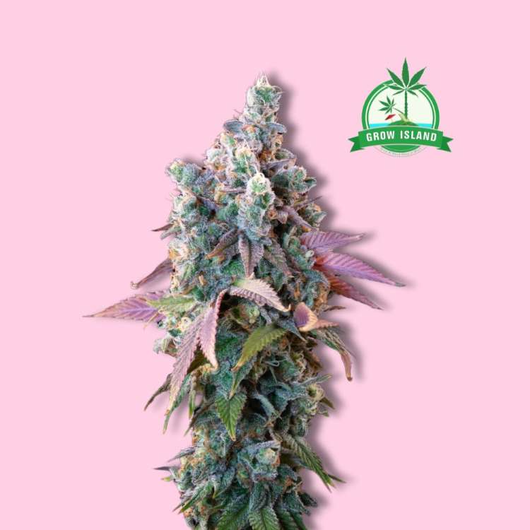 Tyson Punch Pie cannbis flower bud with a green Grow Island logo in the right upper corner and hell rose background