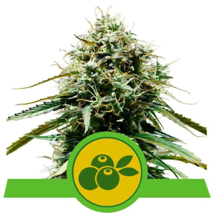 Haze Berry cannabis flower bud