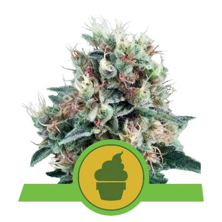 Royal Creamatic cannabis flower bud