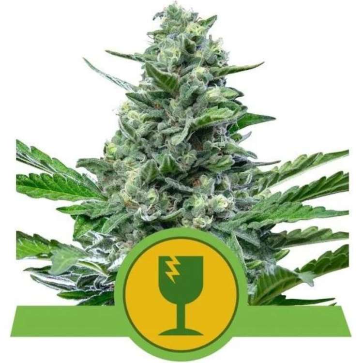 Royal Critical cannabis flower bud