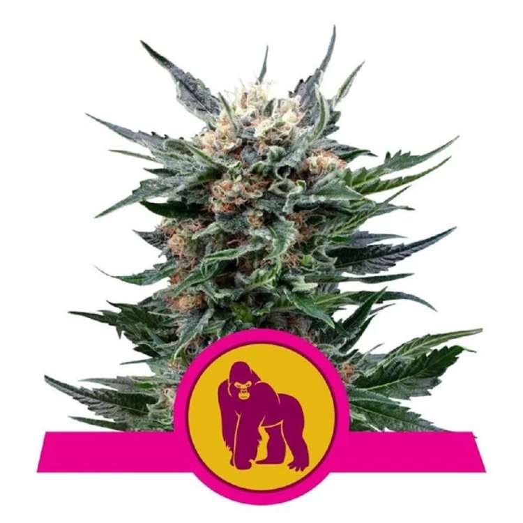 Royal Gorilla cannbis flower bud and one smaller logo in front of it  yellow circle with pink border and one pink gorilla in it
