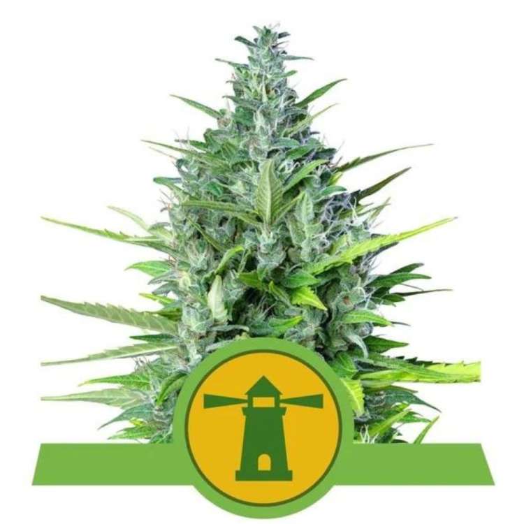 Royal Haze cannabis flower bud