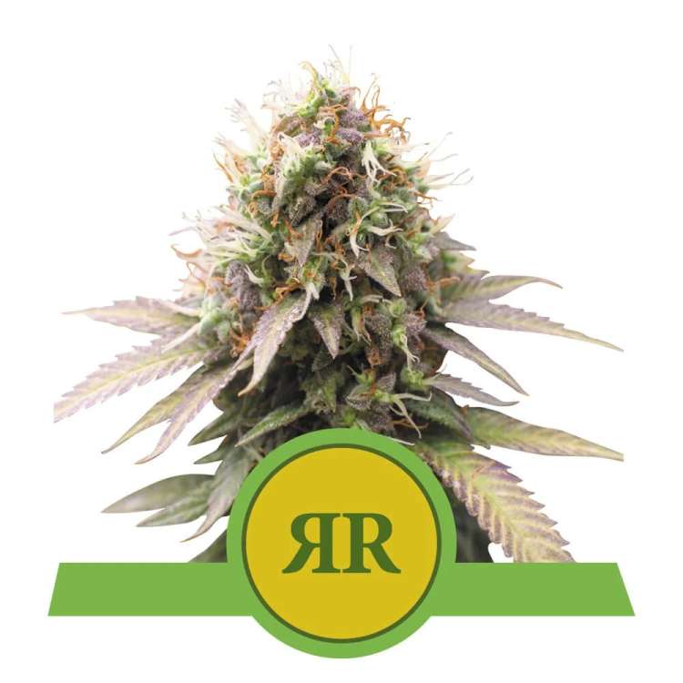 Royal Runtz cannabis flower bud