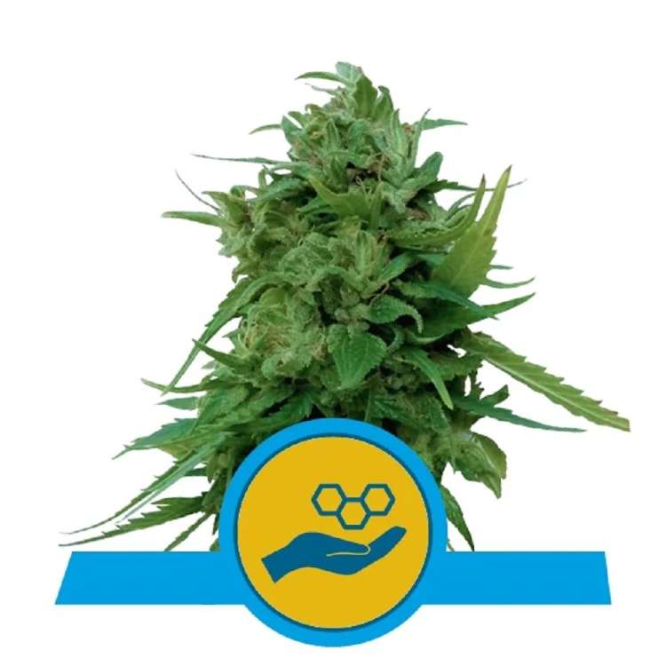 Auto Solomatic CBD hemp flower bud