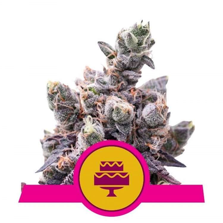Wedding Gelato cannabis flower bud with purple shades and a yellow circle logo in front of that has pink border and pink cake inside
