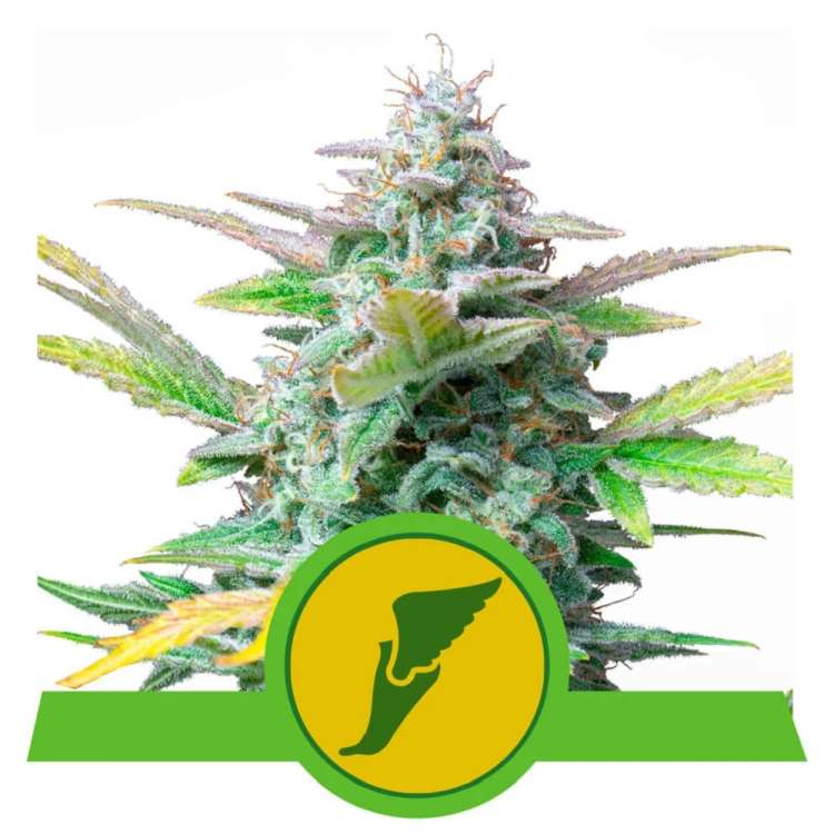 Quick One cannabis flower bud from Royal Queen Seeds