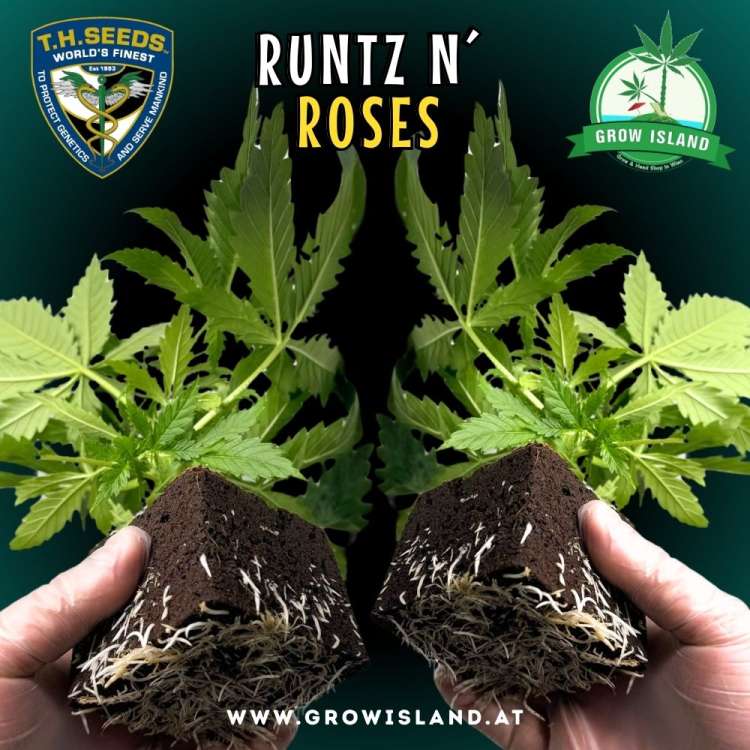 2hands holding 2Runtz N Roses seedling with dark green background, green grow island logo in the upper right corner, T.H. seeds logo in the left upper corner, seedling name text in the upper middle and growisland.at in the lower middle