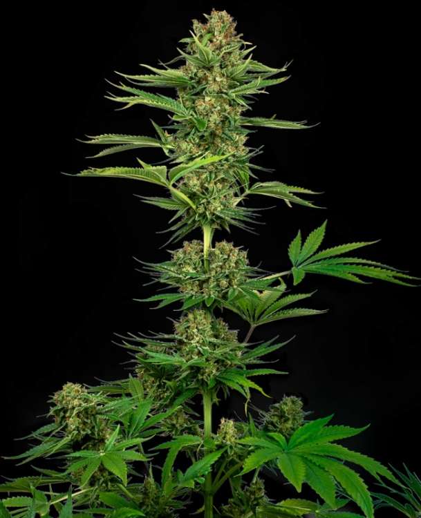 Satin Black Domina CBD hemp flower, separate buds with leafs