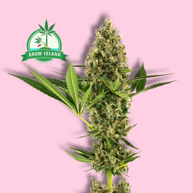 Sensi 219 from Seni Seeds hemp flower with hell rose background and green grow island logo in the left upper corner