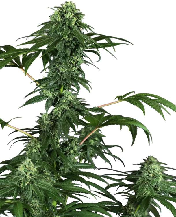 420 Punch hemp flower thinner taller bud