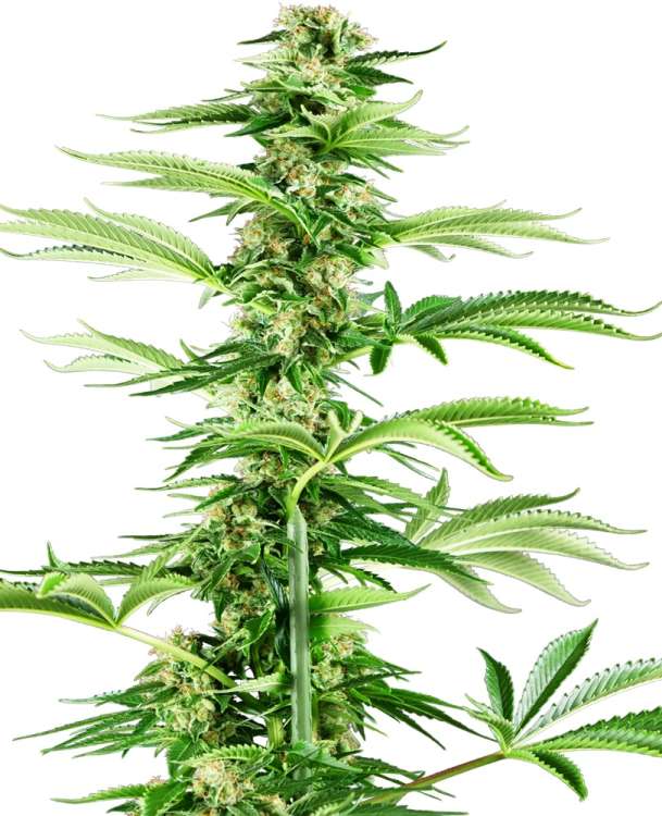 Honey Melon Kush hemp flower, thinner taller bud