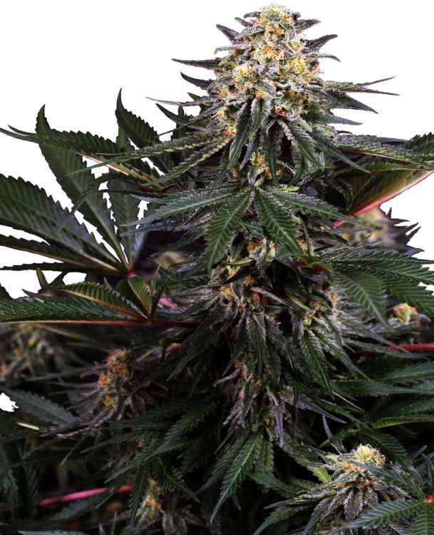 Lockdown Kush hemp flower thicker bud