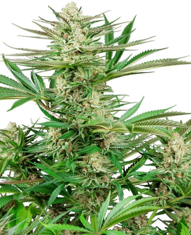 Malibu OG Gold hemp flower thicker bud