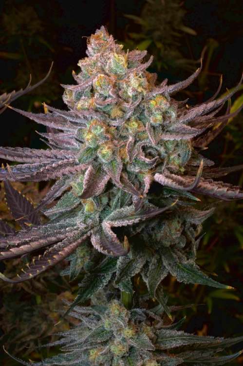Seriotica hemp flower bud