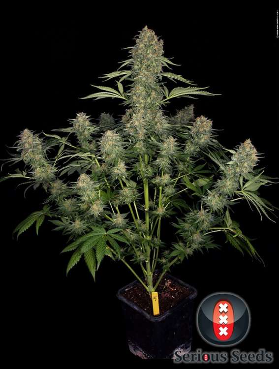 Serious Kush hemp flower bud