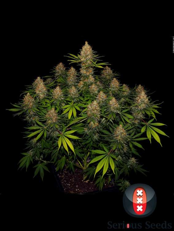 Strawberry AK hemp flower bud