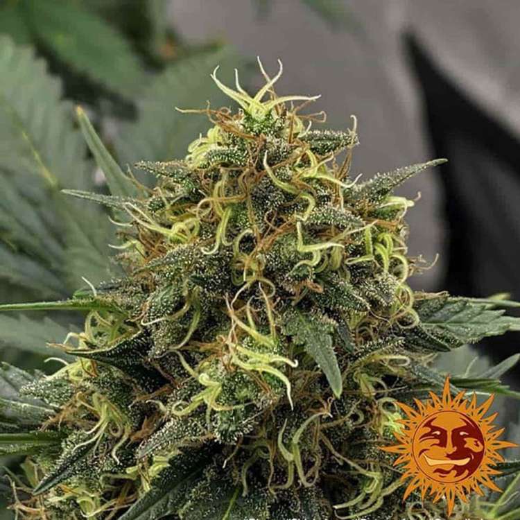 Shiskaberry cannabis flower bud with grey background and orange barneys farm sun logo in the right lower corner