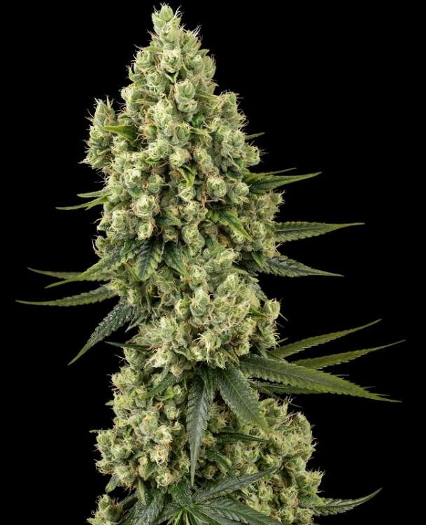 Silver Fire hemp flower