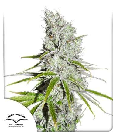 Skunk Haze hemp flower bud and dutch passion logo in the left lower corner