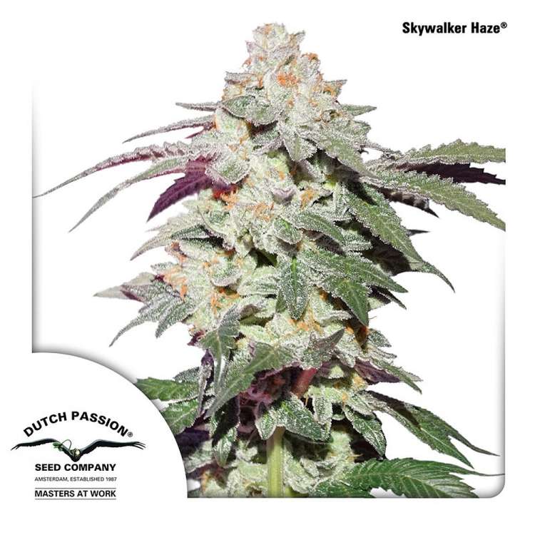 Skywalker Haze cannabis flower bud with Dutch Passion logo in the left lower corner