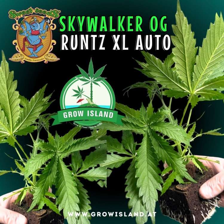 two hands holding two Skywalker OG Runtz XL AUTO seedling with dark green background, green grow island logo in the middle, sweet seeds elephant logo in the left upper corner, seedling name text in the upper middle